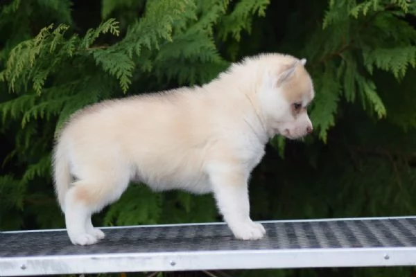 cucciolo di husky siberiano in adozione | Foto 1