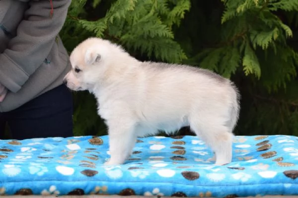 cucciolo di husky siberiano in adozione