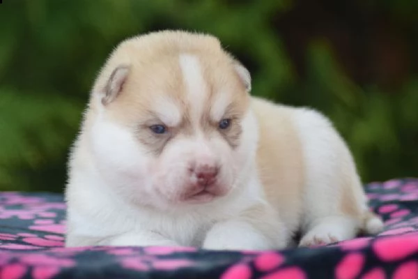 cucciolo di husky siberiano in adozione | Foto 0
