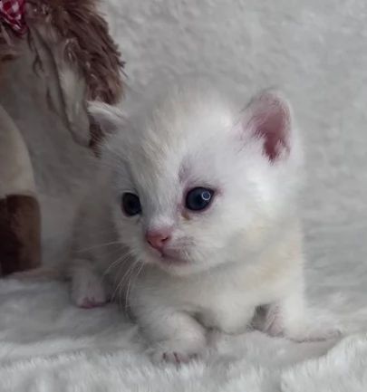 munchkin silver gattini | Foto 0