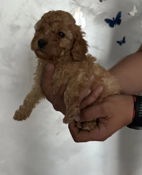 Barboncini Toy | Foto 5