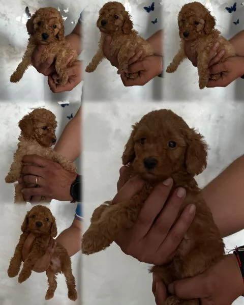 Barboncini Toy | Foto 4