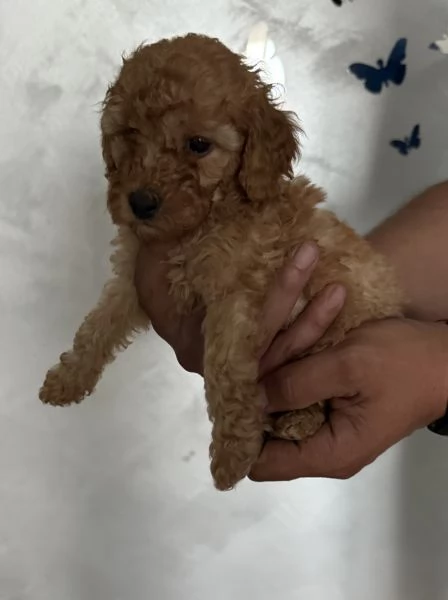 Barboncini Toy | Foto 2