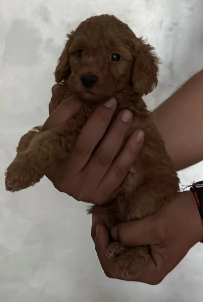 Barboncini Toy | Foto 1