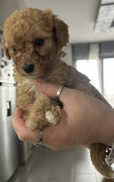 Barboncini Toy | Foto 0