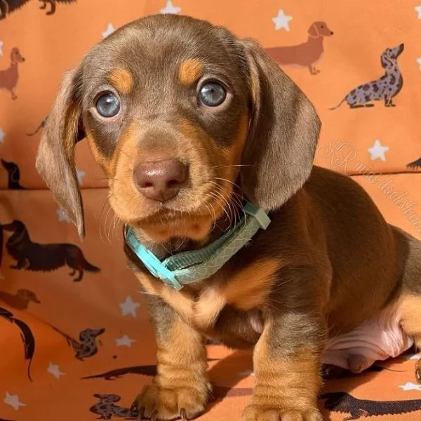  regalo adorabili cuccioli  bassotto femminucce e maschietti