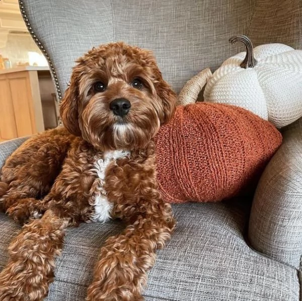 regalo dolce barboncino toy 