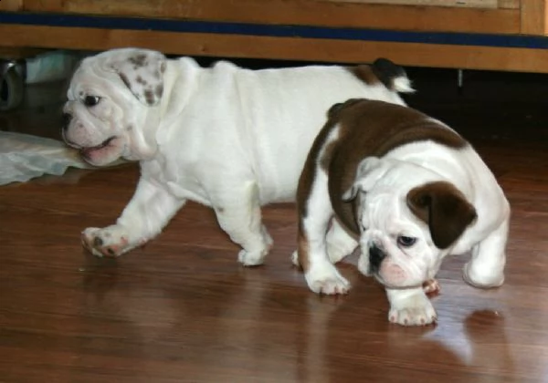 bellissimi cuccioli di bulldog inglese