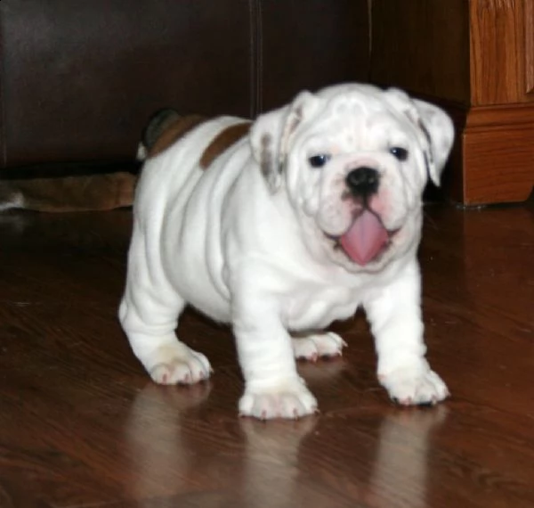 bellissimi cuccioli di bulldog inglese | Foto 0