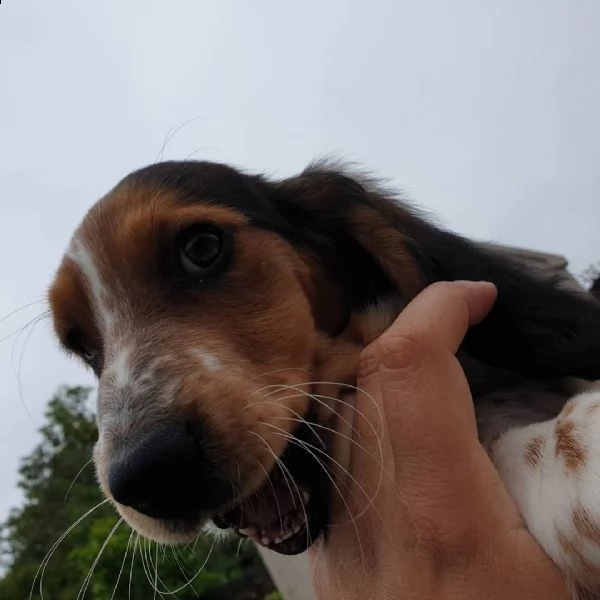 cuccioli di beagle disponibili per l'adozione | Foto 0