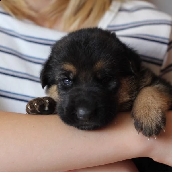 cuccioli di pastore tedesco da regalare