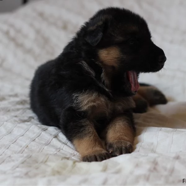 regalo cuccioli di pastore tedesco