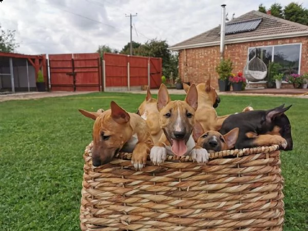 regalo bellissimi maschi e femmine pitbull cuccioli