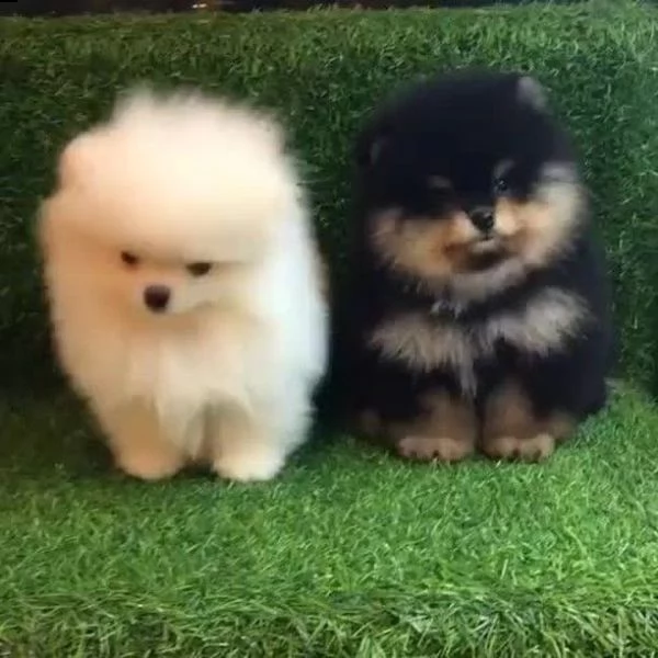 giocosi cuccioli di pomerania 