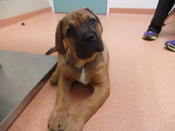 cuccioli bullmastiff