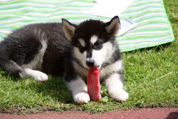 cucciola alaskan malamute | Foto 0