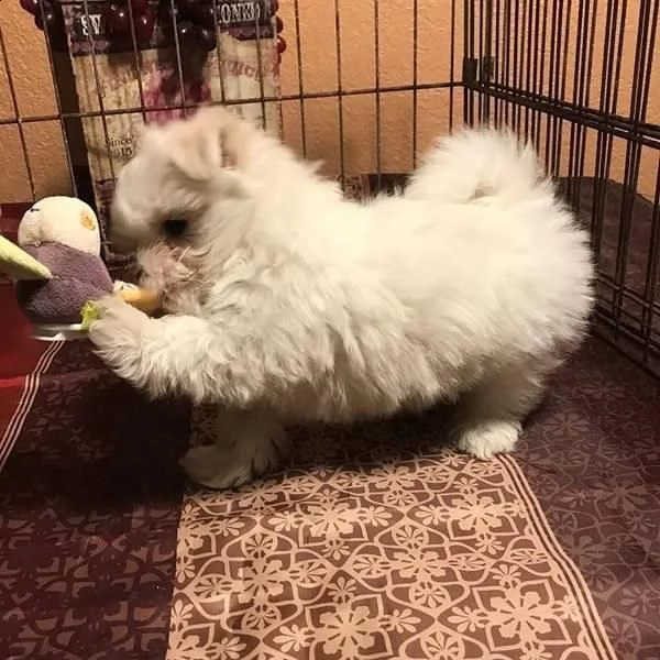 cuccioli di maltese bianco | Foto 0