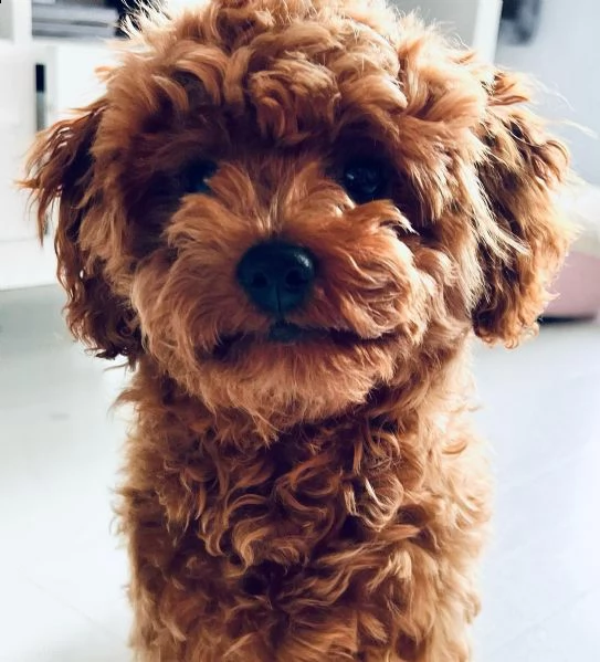 dolcissimi barboncini toy | Foto 0