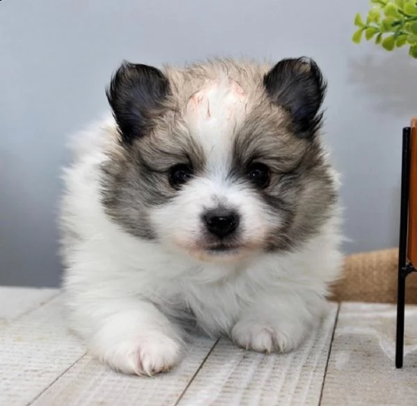 regalo cuccioli di volpino di pomerania