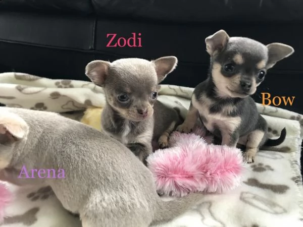 regalo cuccioli di chihuahua mini toy