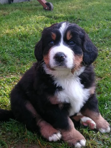 disponibili cuccioli di bovaro del bernese( 3) | Foto 2
