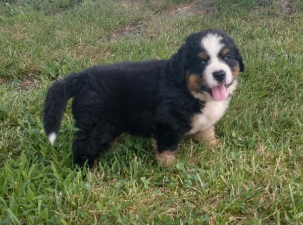 disponibili cuccioli di bovaro del bernese( 3) | Foto 1