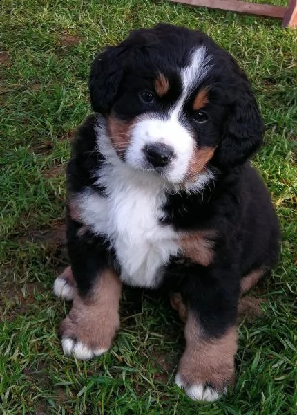 disponibili cuccioli di bovaro del bernese( 3) | Foto 0