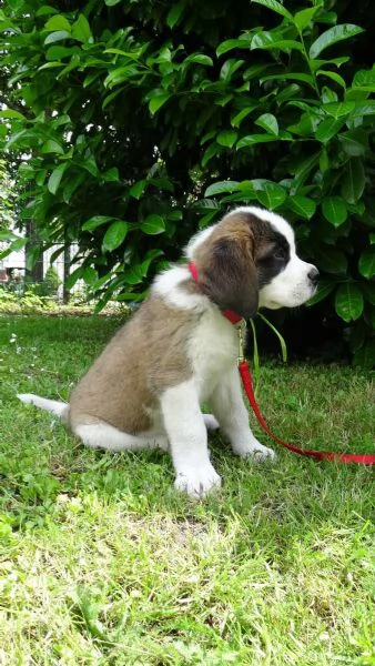 stupendi cuccioli di san bernardo | Foto 5