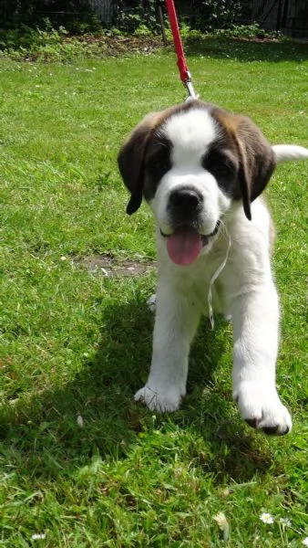 stupendi cuccioli di san bernardo | Foto 4