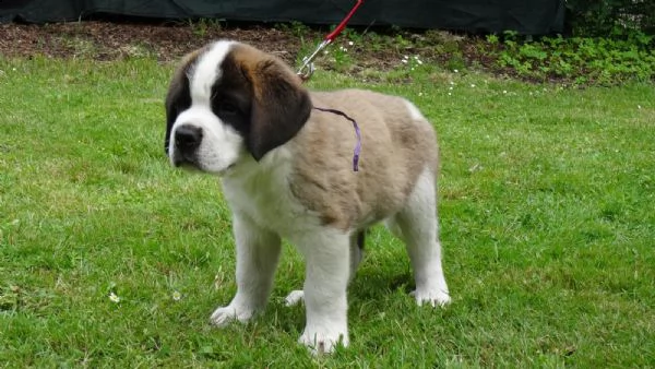 stupendi cuccioli di san bernardo | Foto 3