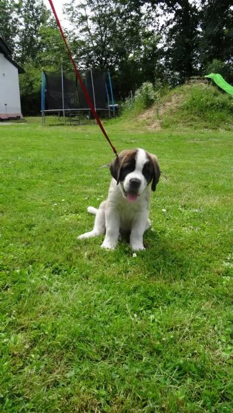 stupendi cuccioli di san bernardo | Foto 1