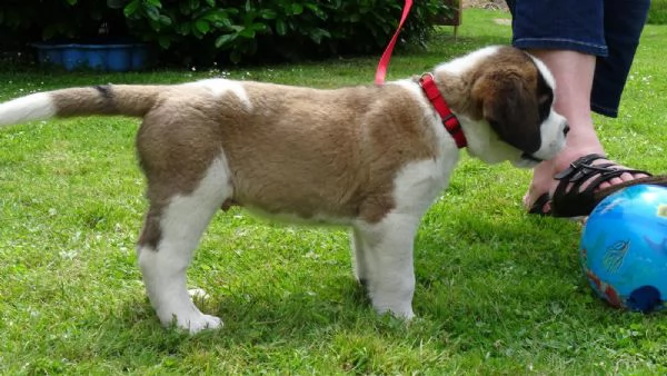 stupendi cuccioli di san bernardo | Foto 0