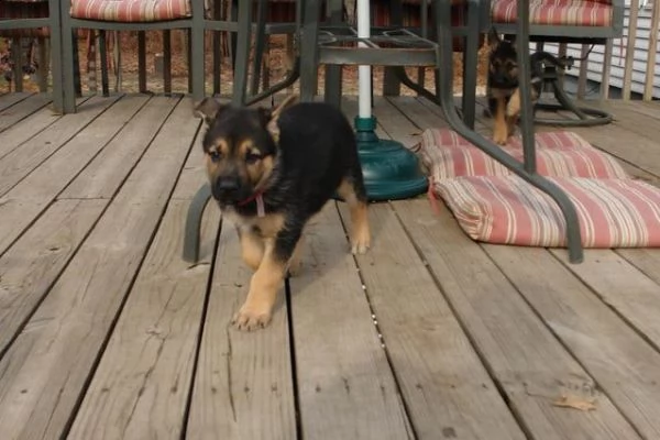 cuccioli di pastore tedesco | Foto 0