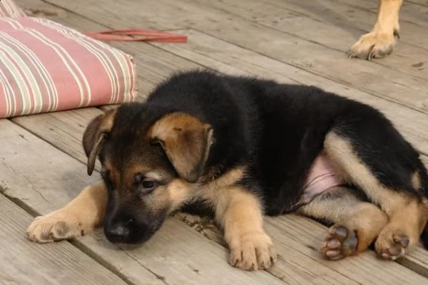 cuccioli di pastore tedesco