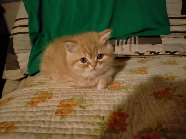 gattini persiani | Foto 0