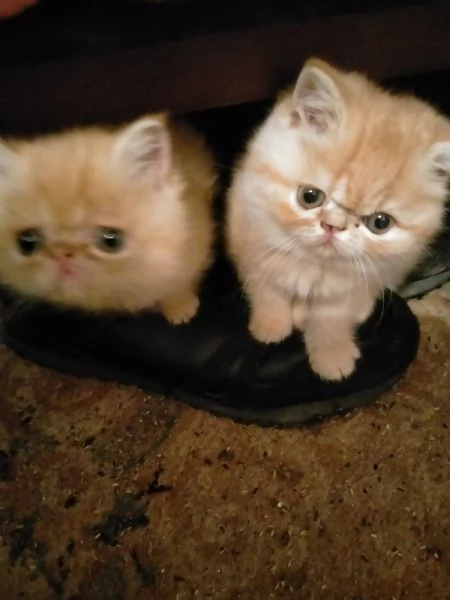 Gattini persiani | Foto 2