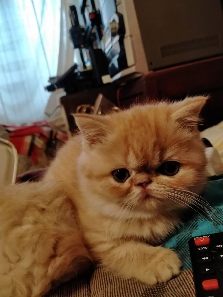 Gattini persiani | Foto 1