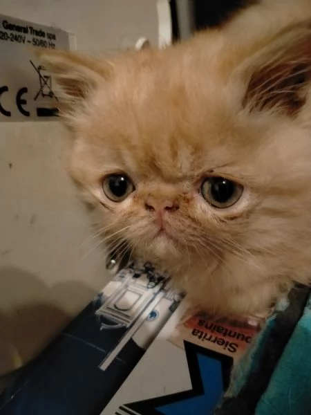 Gattini persiani | Foto 0