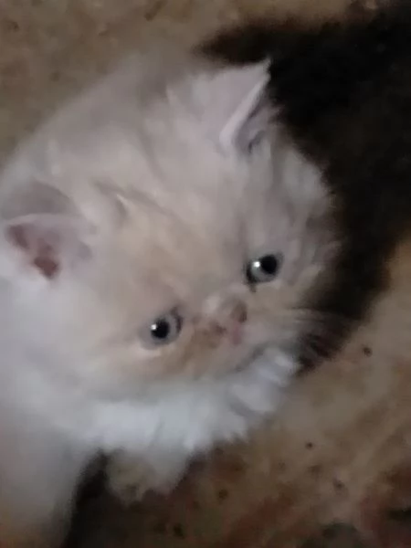 Gattini persiani | Foto 2