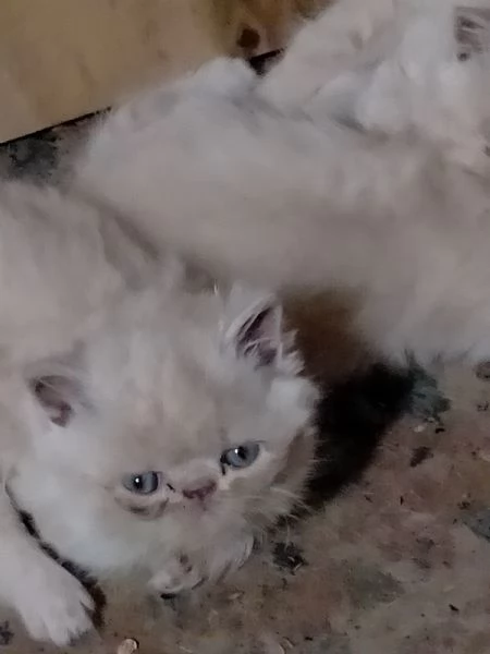 Gattini persiani | Foto 1