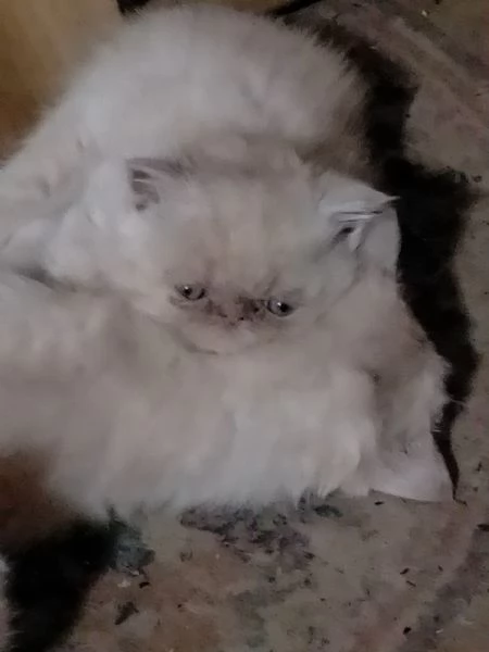 Gattini persiani | Foto 0