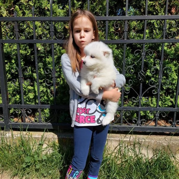 bellissimi cuccioli di pastore svizzero d'alta genealogia | Foto 2