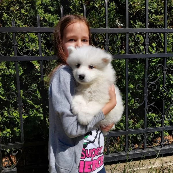 bellissimi cuccioli di pastore svizzero d'alta genealogia | Foto 1
