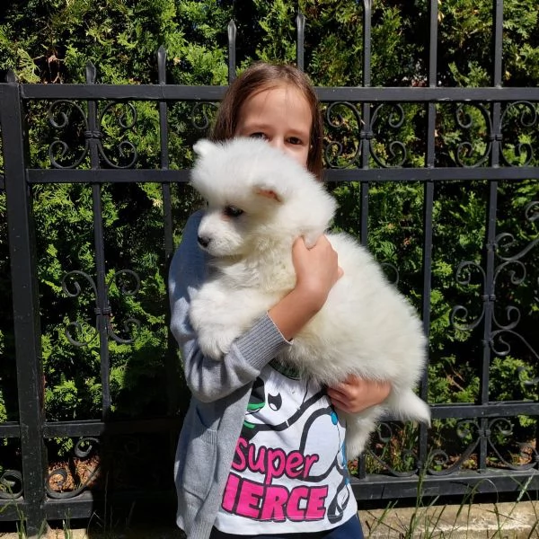 bellissimi cuccioli di pastore svizzero d'alta genealogia