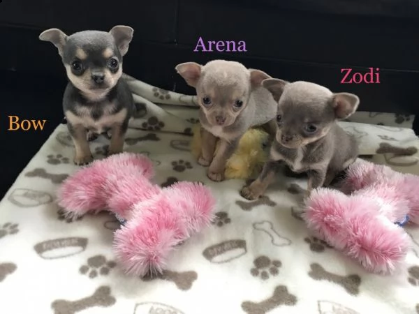regalo cuccioli di chihuahua mini toy
