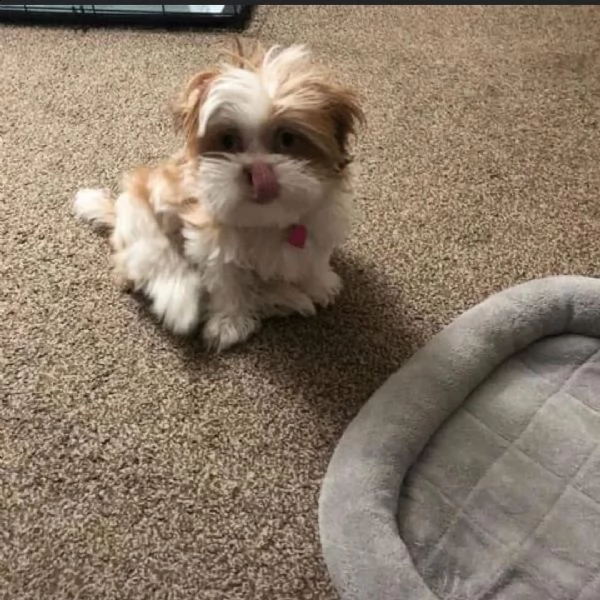 regalo cuccioli shih tzu