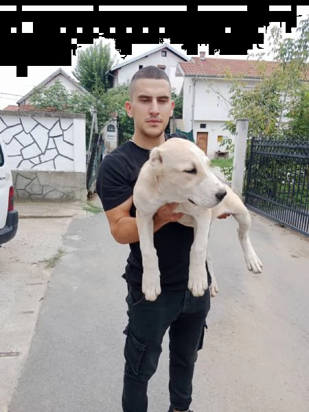 pastore dell'asia centrale cuccioli in vendita | Foto 6
