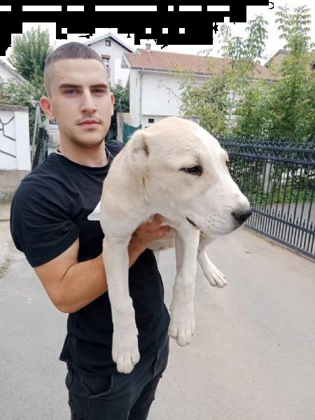 pastore dell'asia centrale cuccioli in vendita | Foto 5