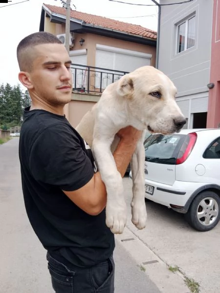 pastore dell'asia centrale cuccioli in vendita | Foto 4