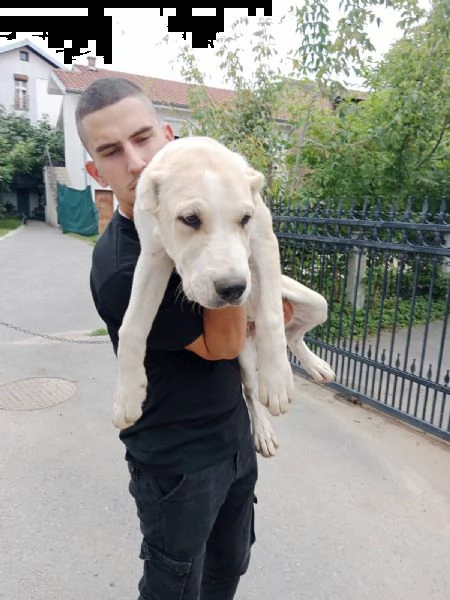 pastore dell'asia centrale cuccioli in vendita | Foto 3